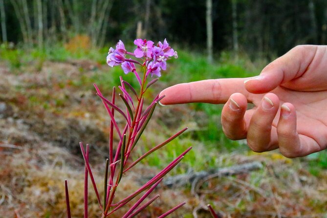Denali Nature Hike - A guide-led walk, not a race