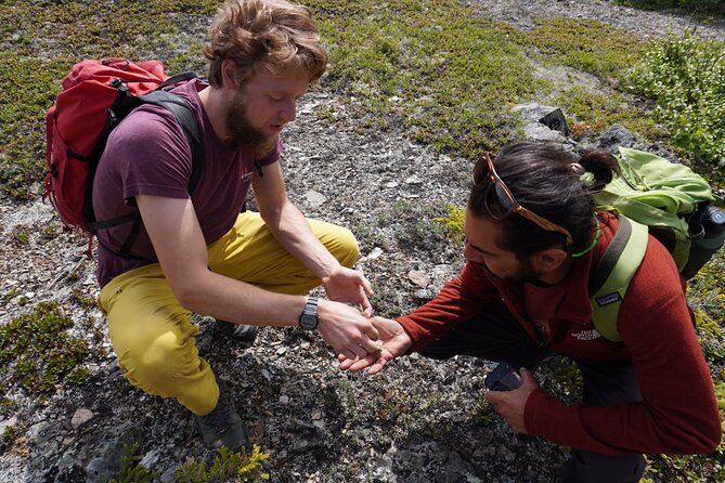 Denali Off-Trail Hiking Adventure (4 Hours) w/Expert Naturalist - Walking through boreal forest and tundra