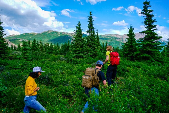 Denali Off-Trail Hiking Adventure (4 Hours) w/Expert Naturalist - The plants, berries, and lichen you may taste