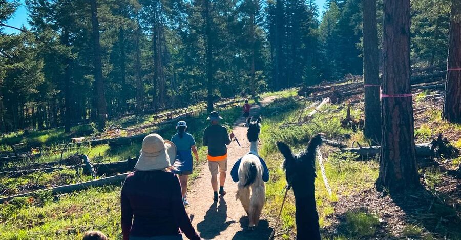 Denver: Llama Hike in the Rocky Mountains - Key points to know before booking