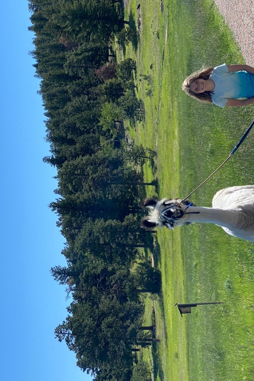 Denver: Llama Hike in the Rocky Mountains - Three miles through pine forest and open meadows