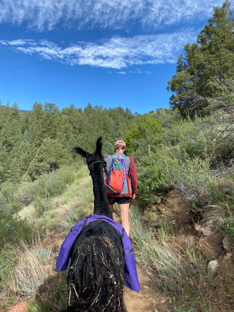 Denver: Llama Hike in the Rocky Mountains - What the 150 minutes feels like