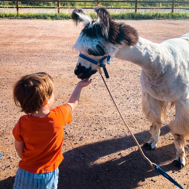 Denver: Llama Hike in the Rocky Mountains - Learning to lead a calm mountain companion