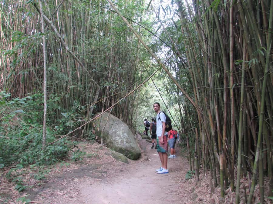 Discover Pedra do Telégrafo: Scenic Hike with Expert Guide - Walking the 3.5 km trail