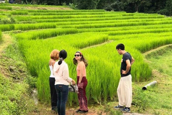 Doi Inthanon Day Trip:Twin Pagodas,Soft Hiking,Coffee Plantation - Rice fields, Hmong communities, and the local market stop