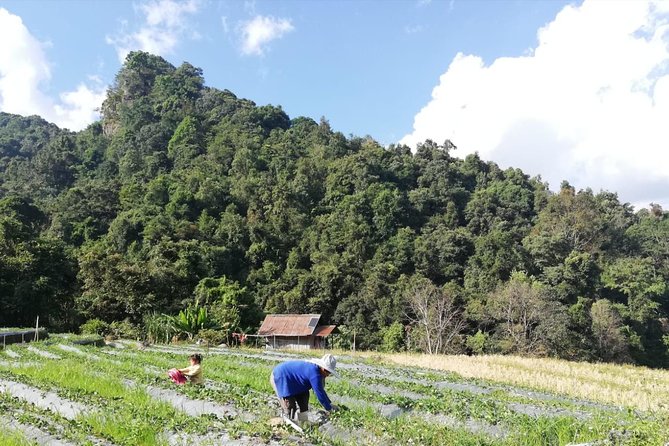 Doi Inthanon Day Trip:Twin Pagodas,Soft Hiking,Coffee Plantation - Lunch and the rhythm of the day
