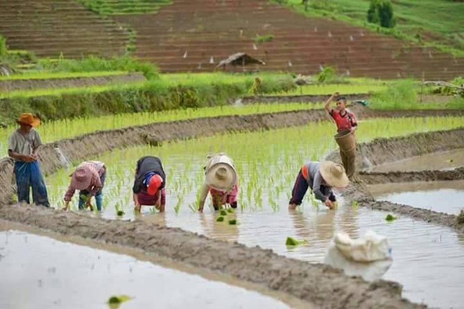 Doi inthanon National Park + 2Hour Fantastic Trekking with Lunch - Lunch after the trail