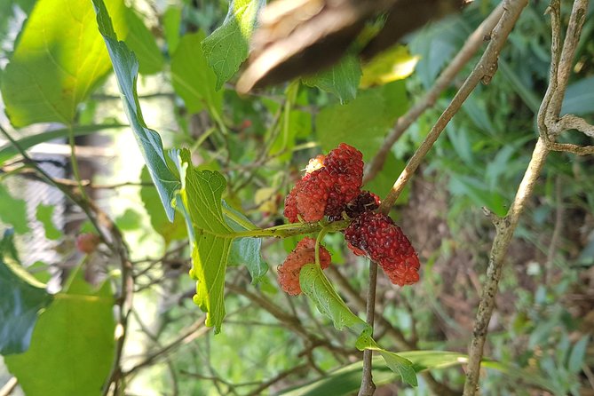 Doi inthanon National Park + 2Hour Fantastic Trekking with Lunch - The short Hmong market visit