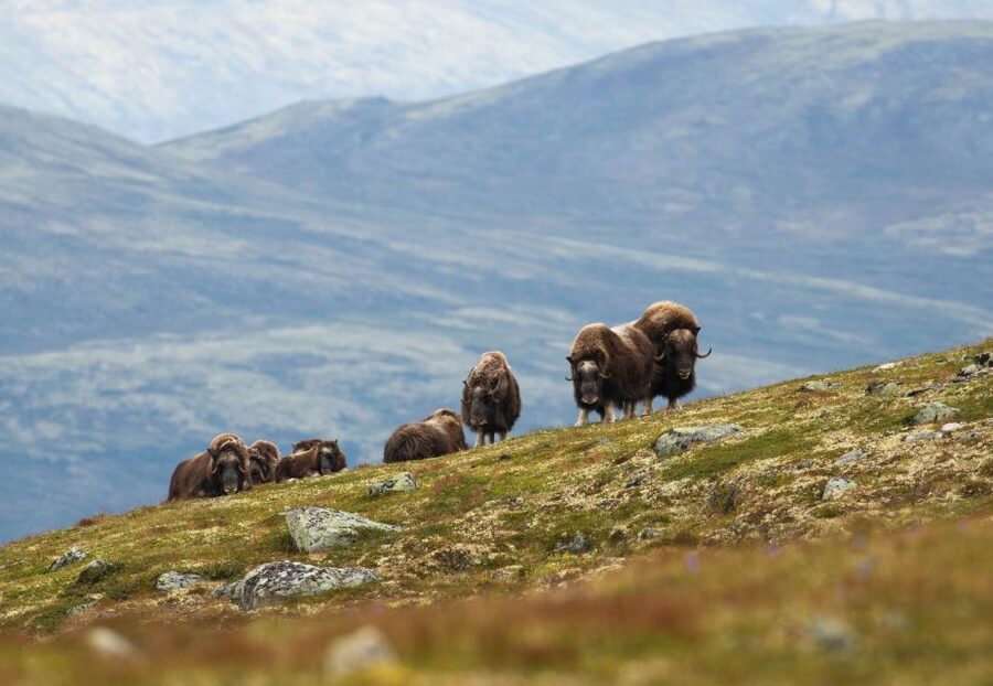 Dovrefjell National Park: Hiking Tour and Musk Ox Safari - Key points to know before you book