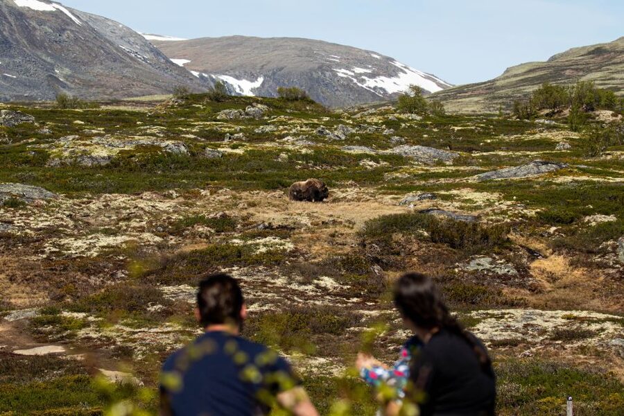 Dovrefjell National Park: Hiking Tour and Musk Ox Safari - Why Dovrefjell is worth the effort
