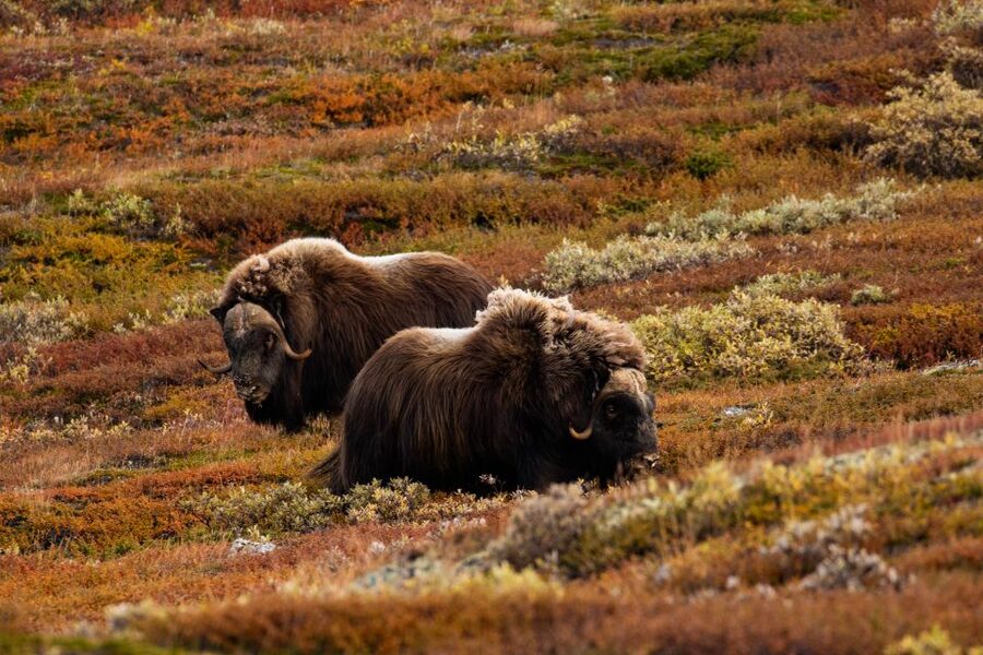 Dovrefjell National Park: Hiking Tour and Musk Ox Safari - What guides Kim and Uwe add