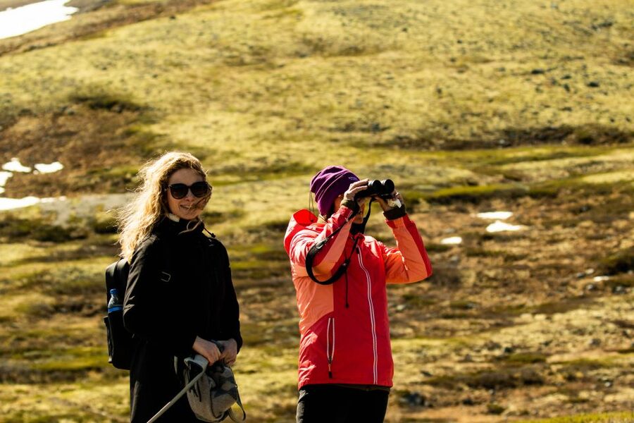 Dovrefjell National Park: Hiking Tour and Musk Ox Safari - Is $64 a fair price?