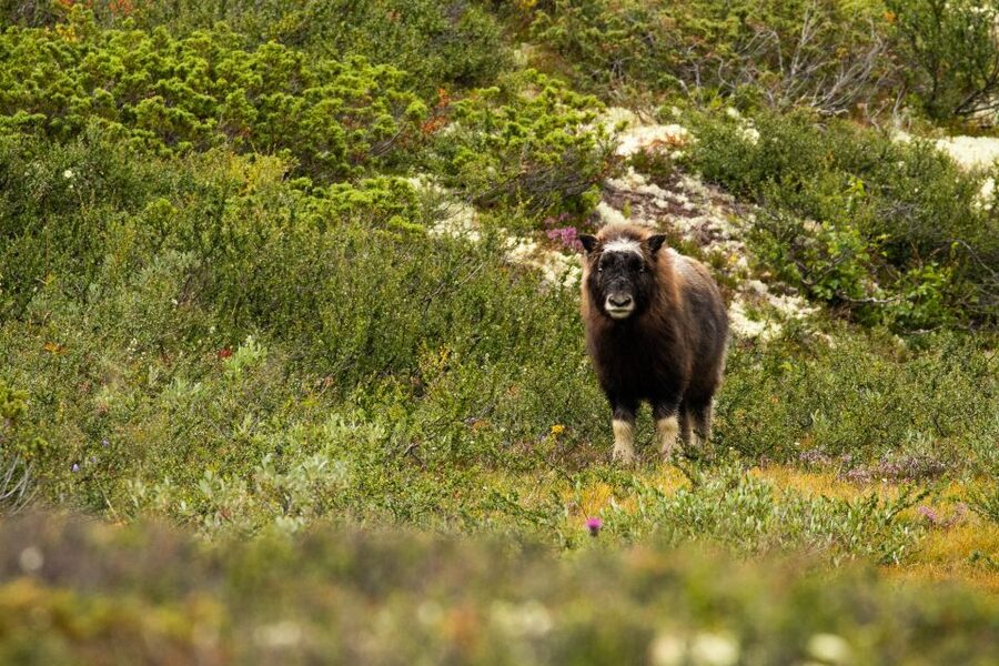 Dovrefjell National Park: Hiking Tour and Musk Ox Safari - Booking details that matter