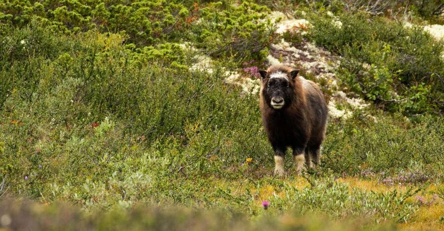 Dovrefjell National Park: Hiking Tour and Musk Ox Safari - Meeting at Hjerkinn at 09:45