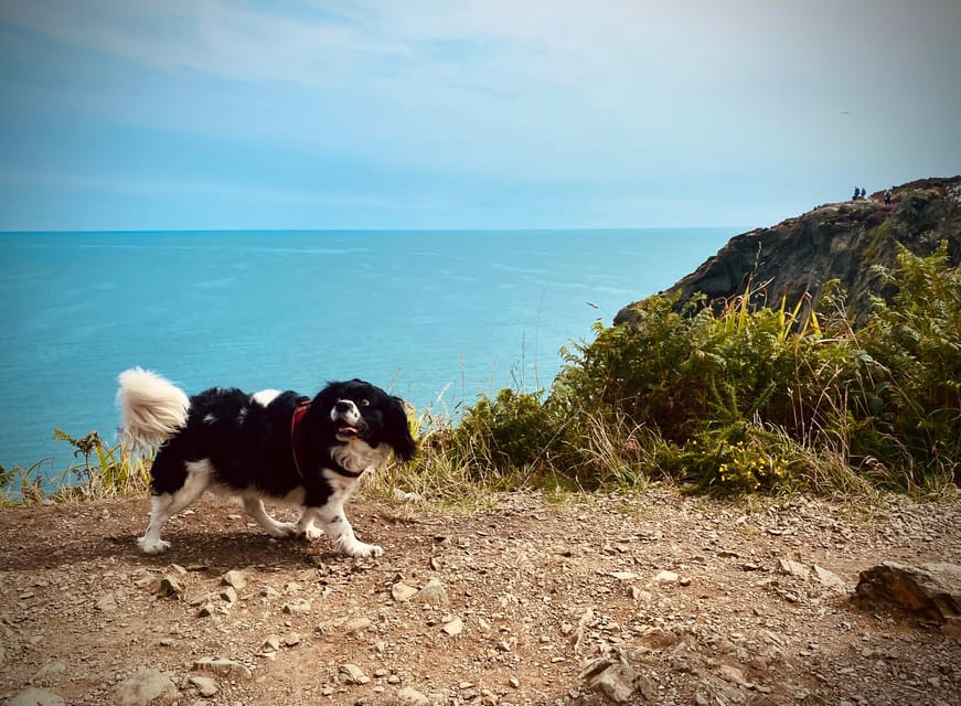 Dublin: Dublin Coastal Hike and Pints & Puppies - Viking and Norman stories along the coast