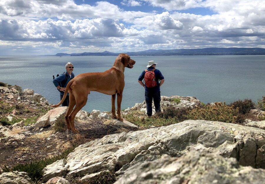 Dublin: Howth Coastal Hiking Tour - Climbing toward the viewpoint and Ben of Howth