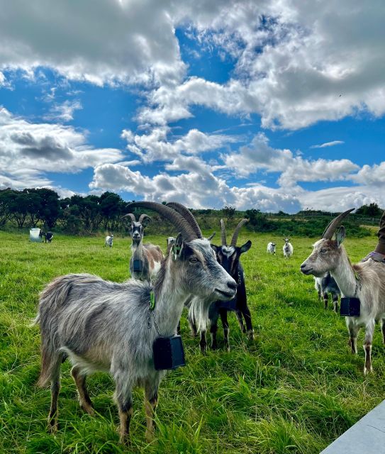 Dublin: Howth Safari Hiking Tour - Doldrum Beach and Jamesons Cove