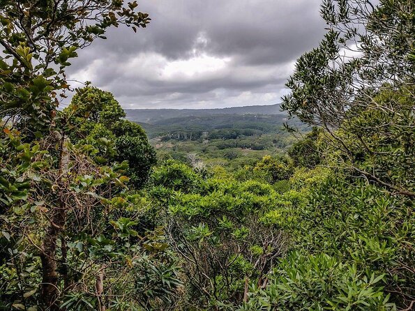 Ebony Forest Reserve Chamarel - Take a Hike Tour - Key points before you go