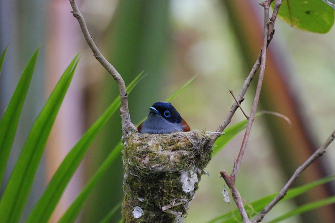 Ebony Forest Reserve Chamarel - Take a Hike Tour - The 30-minute Flycatcher Forest walkway