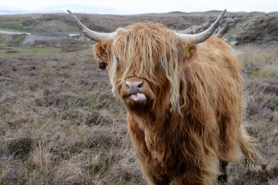Edinburgh: Hill & Nature Hike With a Local - Leaving the city for the Pentland Hills