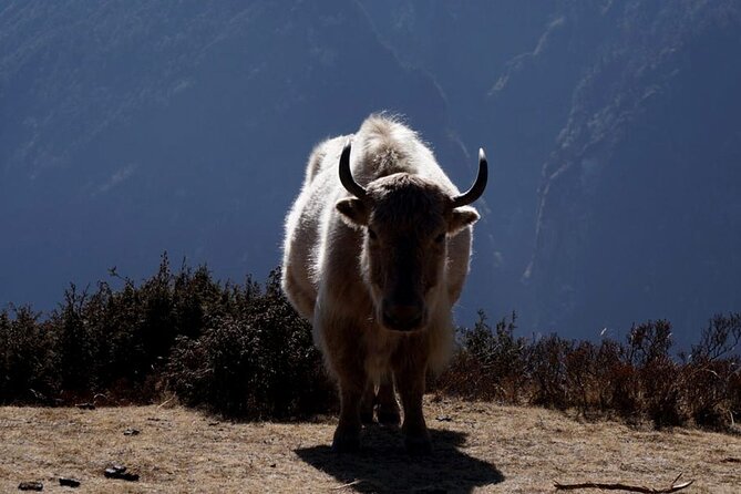 Everest Base Camp Trekking - 2025/2026 - Namche to Pangboche through Sherpa country