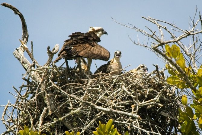Everglades National Park Biologist Led Adventure: Cruise, Hike + Airboat - Miccosukee places and the human story of the marsh