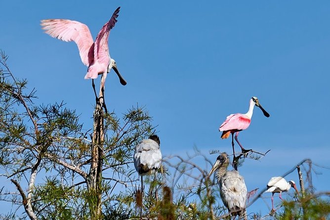 Everglades National Park Biologist Led Adventure: Cruise, Hike + Airboat - Smallwood Store and Old Florida