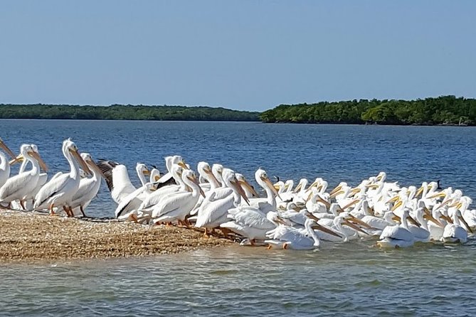 Everglades National Park Biologist Led Adventure: Cruise, Hike + Airboat - Lunch in Chokoloskee