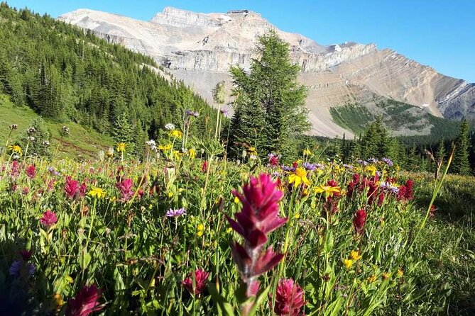Exclusive Skoki Backcountry Guided Hiking in Lake Louise with Van Shuttle - Key points at a glance