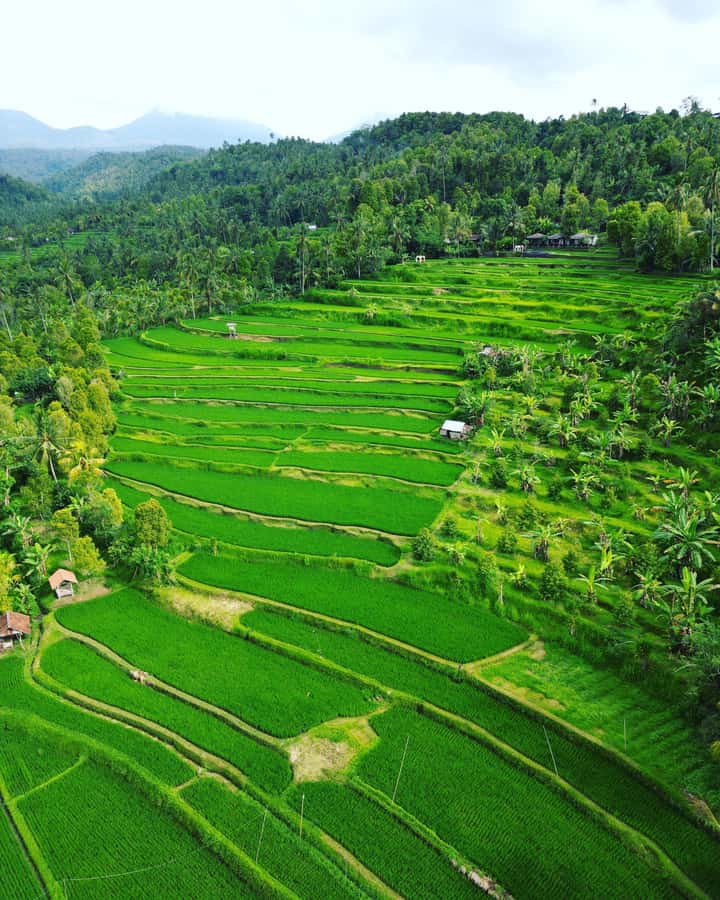 Explore rice terraces munduk & waterfall trekking experience - Key points to know before you book