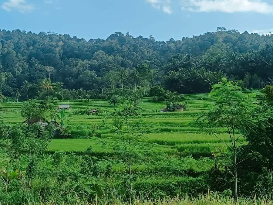 Explore rice terraces munduk & waterfall trekking experience - Coffee, cacao, cloves, and fruit along the way