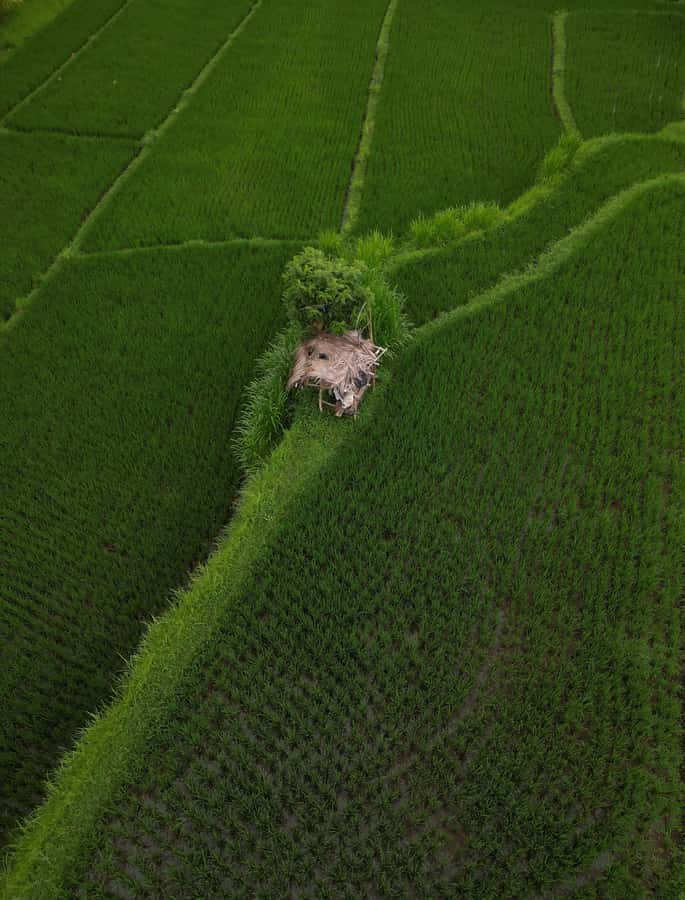 Explore rice terraces munduk & waterfall trekking experience - Buyan and Tamblingan lakes on the scenic drive