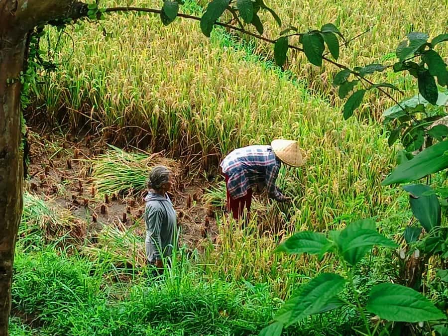 Explore rice terraces munduk & waterfall trekking experience - Walking through Munduk’s rice terraces