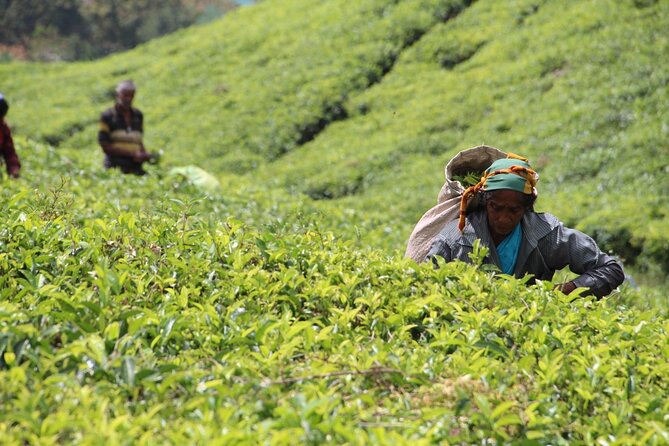 Explore the best of Ella. Hiking, waterfalls and cultural tour - Tea fields, rice farms, and Sri Lankan agriculture