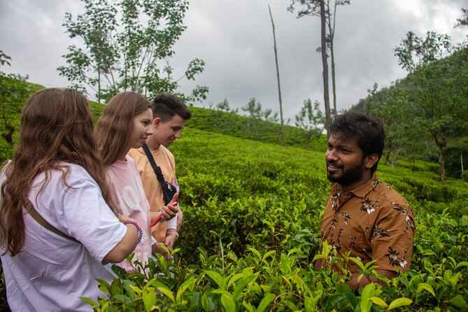 Explore the best of Ella. Hiking, waterfalls and cultural tour - Lunch, snacks, and practical value