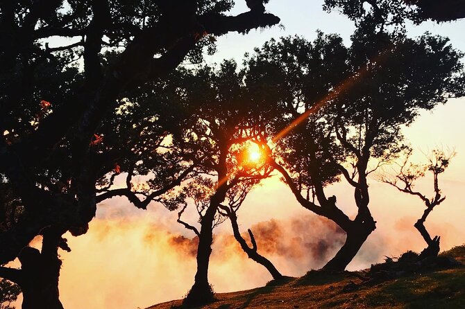 Fanal Forest Private Sunset Hike - Why Fanal Forest works so well at sunset