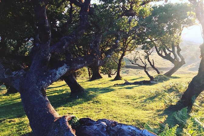 Fanal Forest Private Sunset Hike - What the $90.11 price means