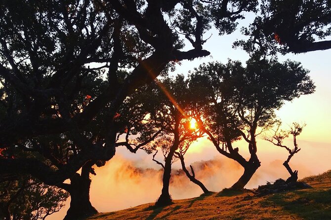 Fanal Forest Private Sunset Hike - Who should choose this Fanal hike