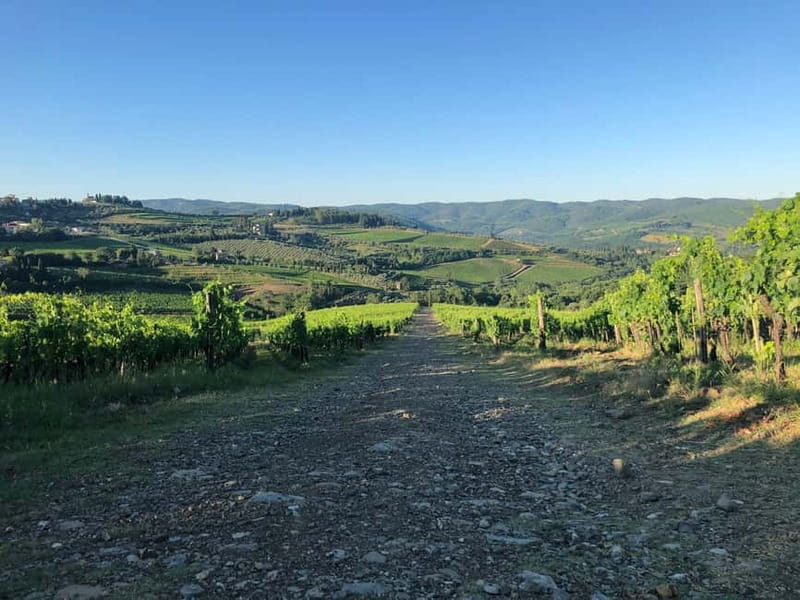 Florence: Hiking Tuscany & Chianti wine 3 wineries and lunch - Olive groves, family wine, and a generous lunch