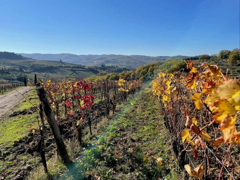 Florence: Hiking Tuscany & Chianti wine 3 wineries and lunch - What the wine and food program really includes