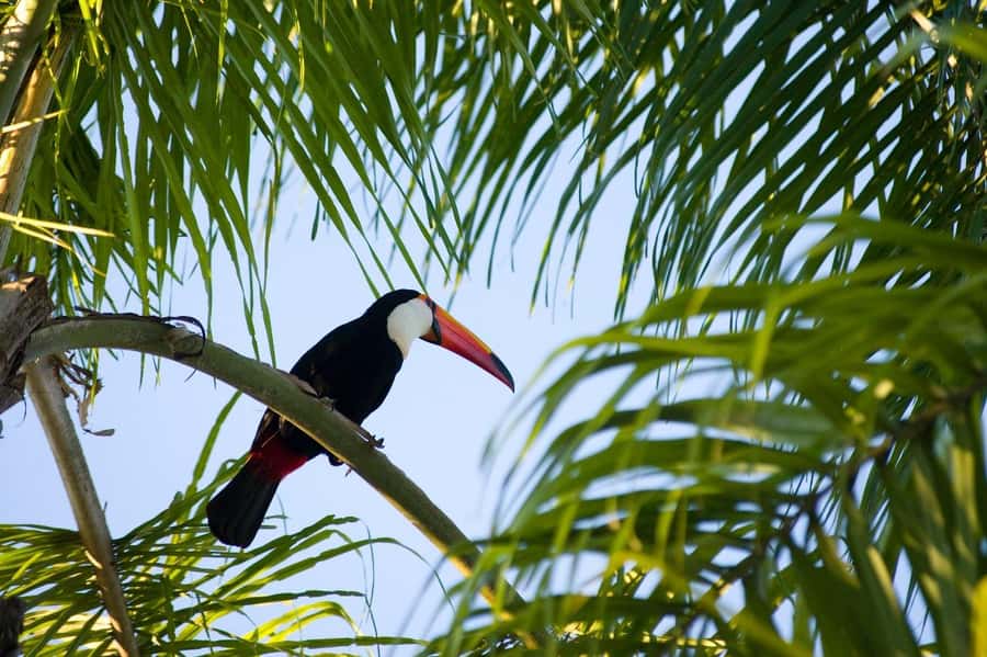 Florianopolis: Lagoinha do Leste Natural Park Hike - The return walk and the optional boat