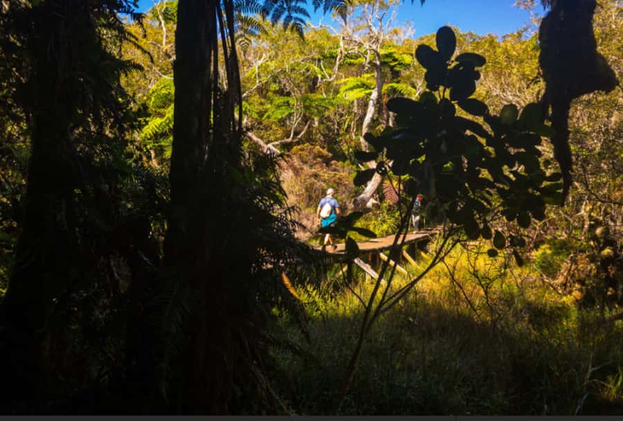 Forest Bélouve: Trou de Fer Weekly Group Hike in French - Key points at a glance