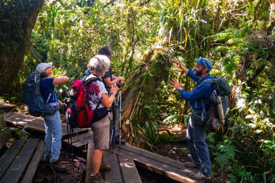 Forest Bélouve: Trou de Fer Weekly Group Hike in French - Starting above Salazie