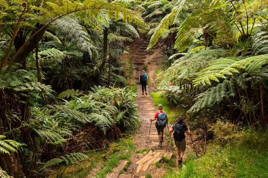 Forest Bélouve: Trou de Fer Weekly Group Hike in French - Weather, clouds, and changing routes