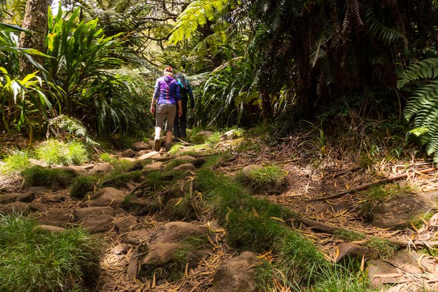 Forest Bélouve: Trou de Fer Weekly Group Hike in French - Is the $79 price good value?
