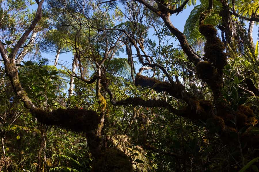 Forest Bélouve: Trou de Fer Weekly Group Hike in French - Who should book this walk?