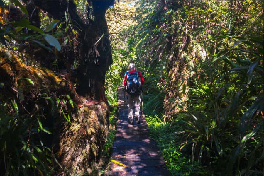 Forest Bélouve: Trou de Fer Weekly Group Hike in French - Bélouve Forest and its endemic plants