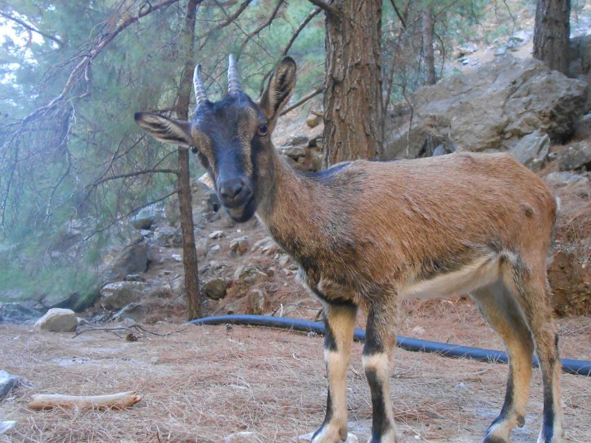 From Agia Galini/Matala: Samaria Gorge Hiking Tour - Samaria Gorge is a full-body day in Crete