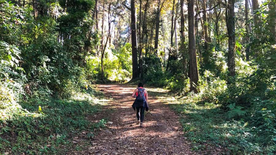 From Antigua Guatemala: Birdwatching and Scenic Hiking Tour - Searching for the harder-to-spot species