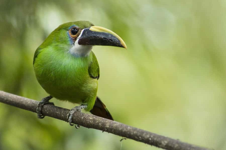 From Antigua Guatemala: Birdwatching and Scenic Hiking Tour - Who should book this outing